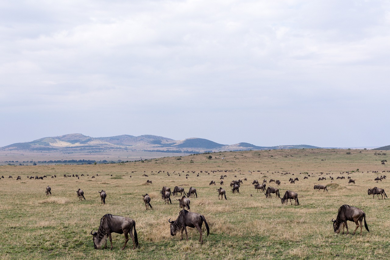 A Guide to the Best Wildlife Safaris in Kenya
